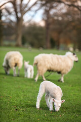 Obraz premium Sheep family and young baby spring lambs in a green farm field
