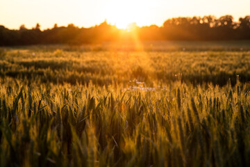 Obraz premium Sunset or sunrise golden hour over a field of wheat crops growing on farm