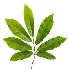 Chestnut branch with leaves