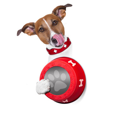 hungry  jack russell dog holding food bowl and licking with tongue, isolated on white background