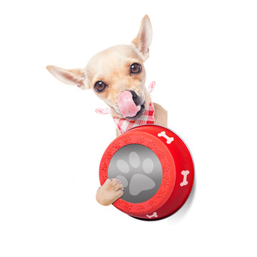 hungry  chihuahua dog holding food bowl and licking with tongue, isolated on white background