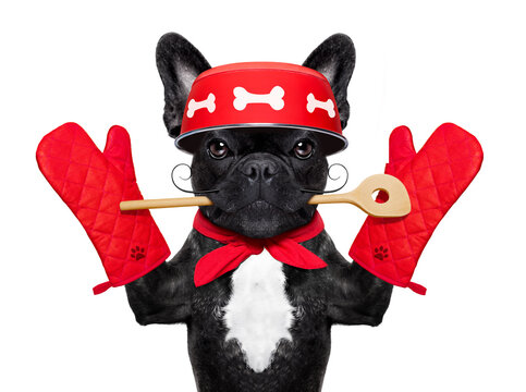 french bulldog dog chef cook  wearing cook or kitchen gloves, isolated on white background