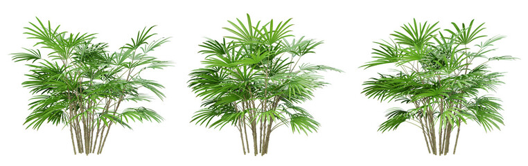 Rhapis humilis palm tree on transparent background, png plant, 3d render illustration.