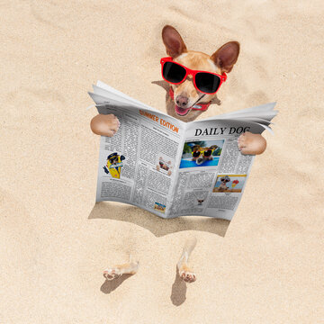 chihuahua  dog  buried in the sand at the beach on summer vacation holidays ,  wearing red sunglasses, reading a newspaper or magazine