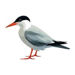 Obraz premium Cute seagull flying over tropical water branch