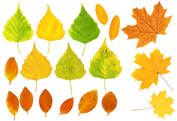 Naklejka premium Set - autumn leafs of a birch, maple and barberry. Isolated over white