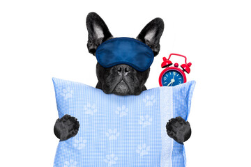 french bulldog dog  resting ,sleeping or having a siesta  with alarm  clock and eye mask,  holding...