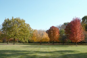 Naklejka premium autumn trees in park