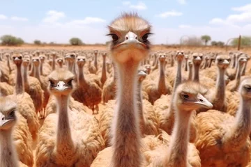 Foto op Plexiglas  ostrich farm. Neural network AI generated © Margo_Alexa