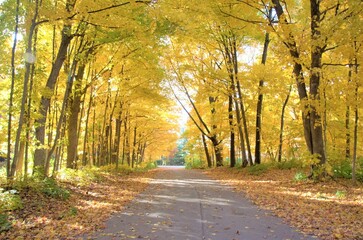 road in autumn forest