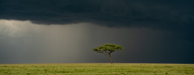 Rain clouds and acacia tree  in the Maasai Mara in Kenya, Africa!