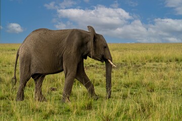 Naklejka na ściany i meble African elephant (Loxodonta africana) bull walking on savanna, Maasai mara preserve, Kenya.
