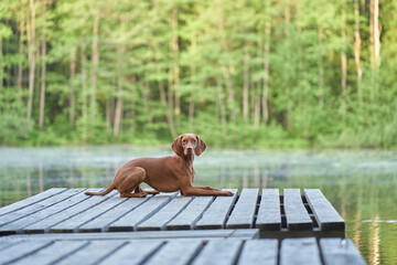 dog on a wooden bridge at the lake. Pet for a walk. hungarian vizsla in nature