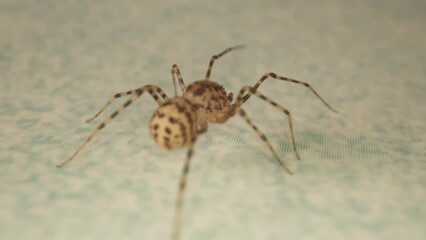 Yellow spider with black spots runs fast