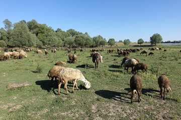 crowded flock of sheep grazing on green pasture