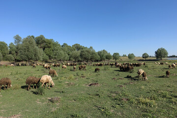 crowded flock of sheep grazing on green pasture