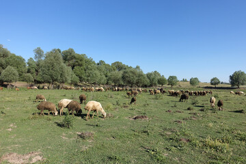 crowded flock of sheep grazing on green pasture