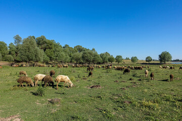 crowded flock of sheep grazing on green pasture