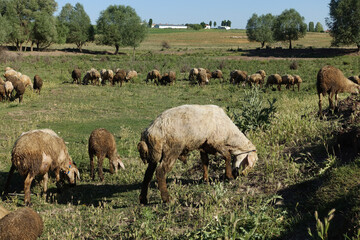 Fototapeta na wymiar crowded flock of sheep grazing on green pasture