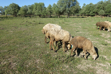 crowded flock of sheep grazing on green pasture
