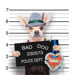 bavarian german chihuahua dog with  gingerbread and hat, mugshot at police station