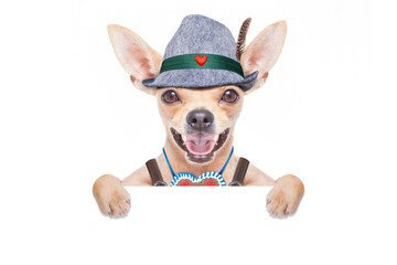 bavarian german chihuahua dog with  gingerbread and hat, with blackboard or placard banner ,  isolated on white background , ready for the beer celebration festival in munich