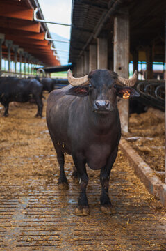 italian mediterranean buffalo breed farm specializing in the production of buffala mozzarella cheese of campania region in paes Italy.