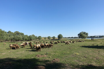 crowded flock of sheep grazing on green pasture