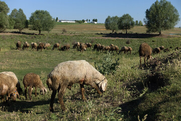 crowded flock of sheep grazing on green pasture