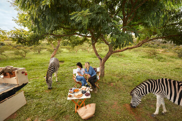Wide angle of young queer couple enjoying luxury safari picnic with zebras grazing nearby © Faces of Travel
