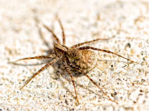 Small Spider Close Up macro image.