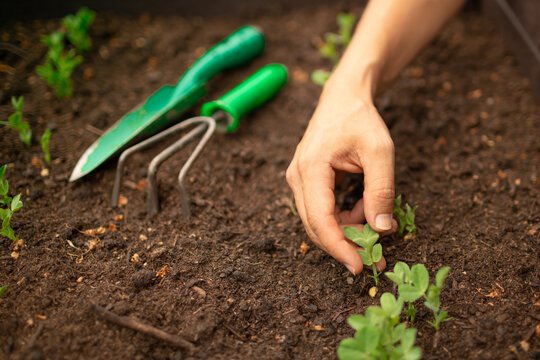 Hand planting seedling in organic vegetable garden for sustainable food 