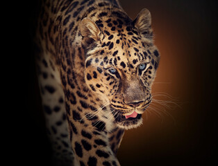 Fototapeta na wymiar Portrait of Walking Leopard on dark background