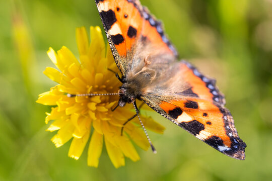 Small Tortoiseshell Butterfly close up with a green background.