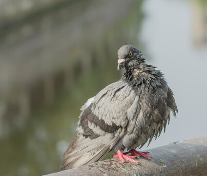 gray pigeon frequent urban bird close up