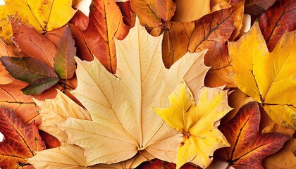 Autumn background, grouped autumn leaves, Generatice AI