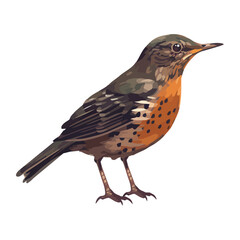 Fototapeta premium Small starling perching,, singing sweetly