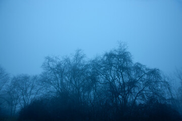 Foggy Morning Trees Deep In The Woods