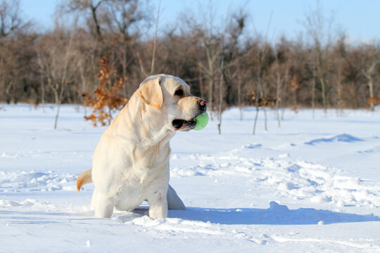 yellow labrador in the snow in winter with a green toy portrait