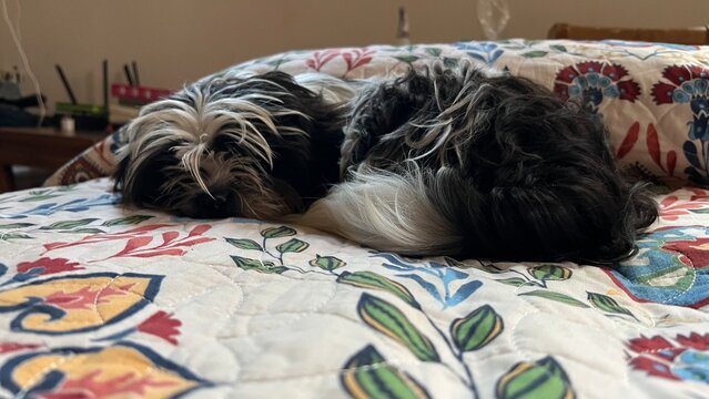 dog sleeping on bed