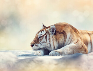 Fototapeta na wymiar Tiger resting on a rock, close up