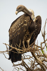 Entire vulture standing tall on top of a tree, vertical composition