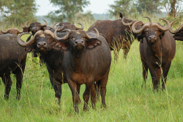 Closeup of buffalo cattle (Syncerus caffer) standing in a field looking at camera