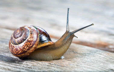Small snail crawling on an old wooden surface
