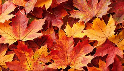 Naklejka na ściany i meble Maple leaves background, autumn background, Generative AI