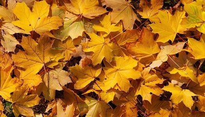 Naklejka na ściany i meble Maple leaves background, autumn background, Generative AI