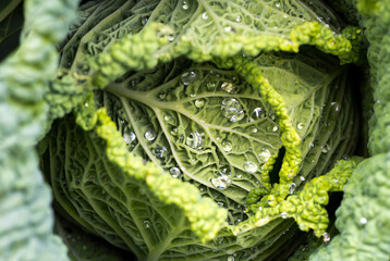 Obraz premium Closeup of savoy cabbage leaves with watter drops in a garden