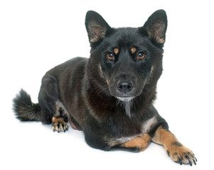 black shiba inu in front of white background