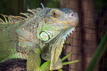 Close up of Iguana selective focus on eye