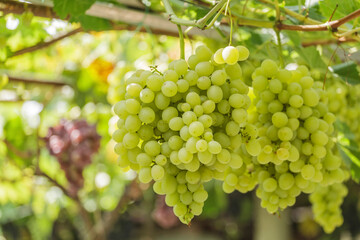 Bunch of grapes on a background of the sunny sky.